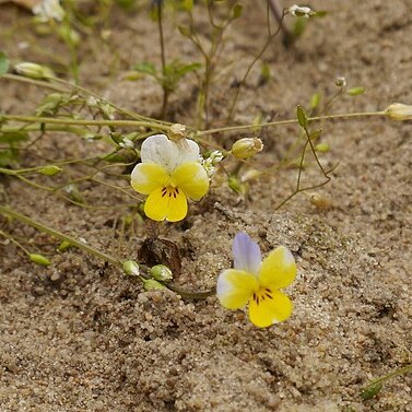 Viola lavrenkoana unspecified picture