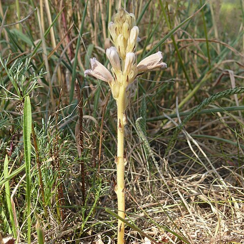 Orobanche arenaria unspecified picture