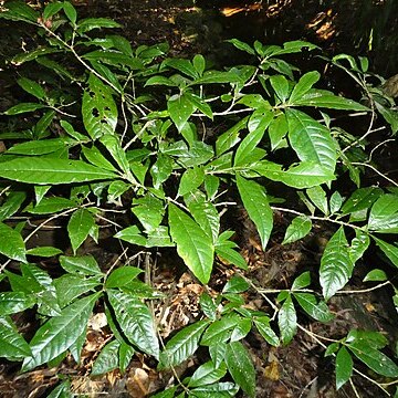 Gardenia actinocarpa unspecified picture