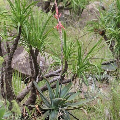 Aloe thorncroftii unspecified picture