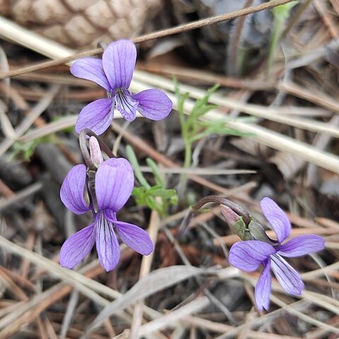 Viola dissecta unspecified picture