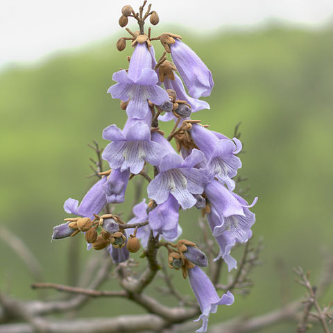 Paulowniaceae unspecified picture