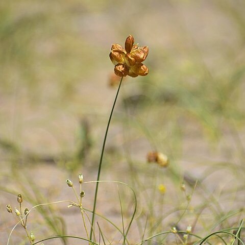 Carex physodes unspecified picture