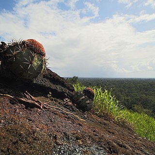 Melocactus neryi unspecified picture