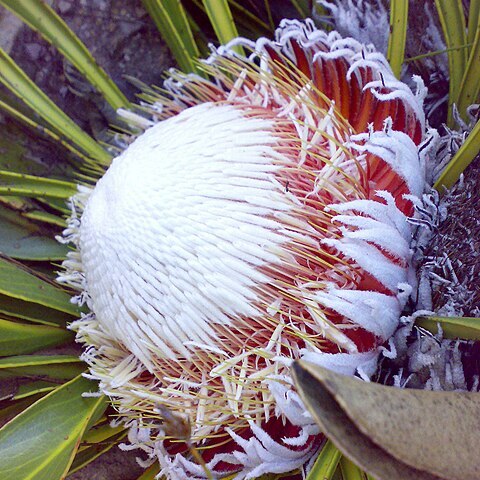 Protea cryophila unspecified picture