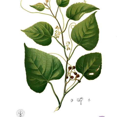 Cissus repens unspecified picture