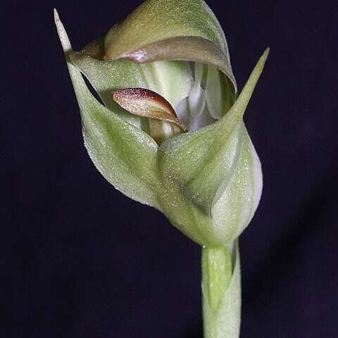 Pterostylis curta unspecified picture