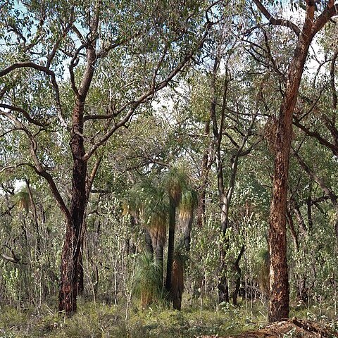 Xanthorrhoea drummondii unspecified picture