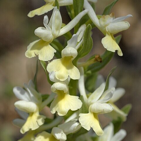 Dactylorhiza romana subsp. romana unspecified picture