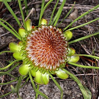 Protea angustata unspecified picture