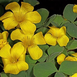 Oxalis melanosticta unspecified picture