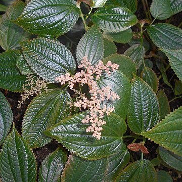 Pilea grandifolia unspecified picture