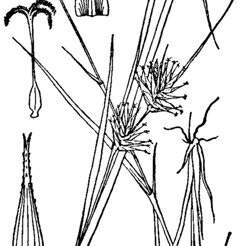 Carex michauxiana unspecified picture