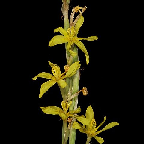 Moraea pallida unspecified picture