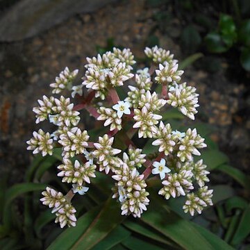 Crassula fusca unspecified picture