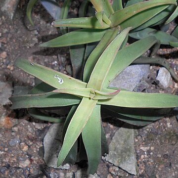 Crassula fusca unspecified picture