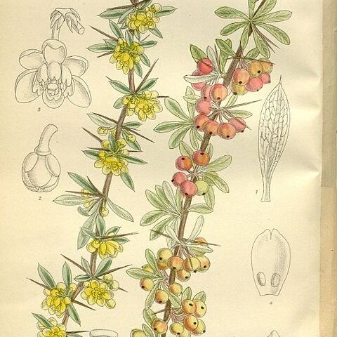 Berberis wilsoniae unspecified picture