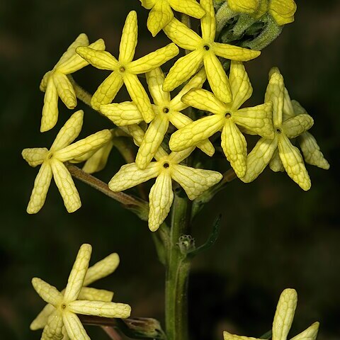 Lyperia lychnidea unspecified picture