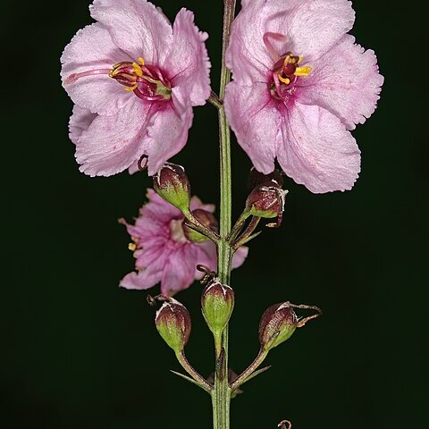 Sopubia simplex unspecified picture