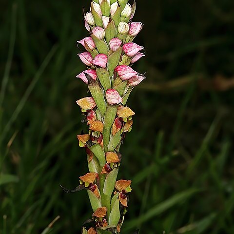 Disa versicolor unspecified picture