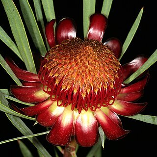 Protea acuminata unspecified picture