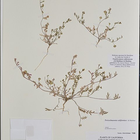 Tropidocarpum californicum unspecified picture