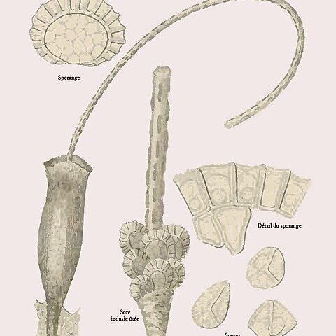 Trichomanes scandens unspecified picture