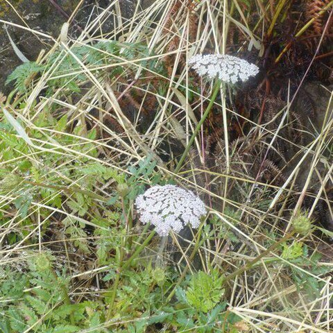 Daucus insularis unspecified picture