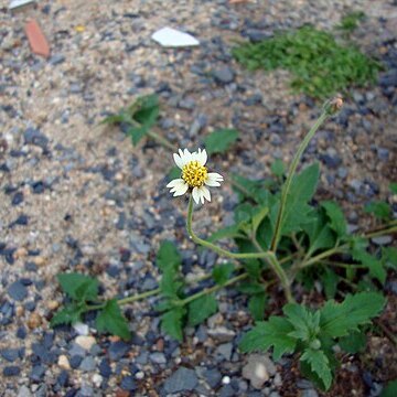 Tridax unspecified picture