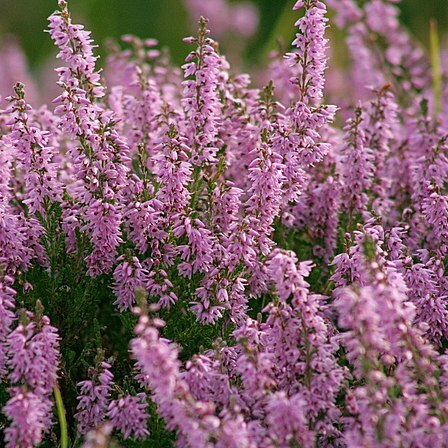 Calluna unspecified picture