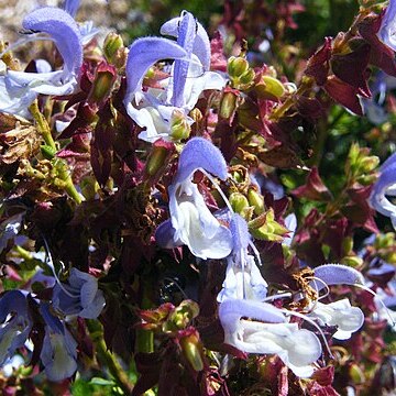 Salvia chamelaeagnea unspecified picture