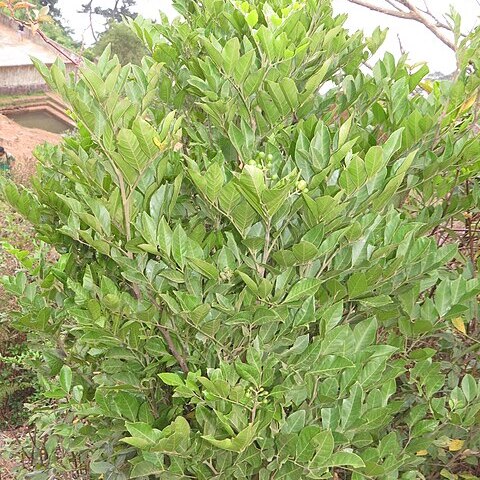 Clausena indica unspecified picture