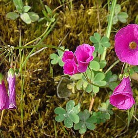 Oxalis arenaria unspecified picture