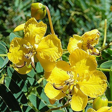 Senna birostris unspecified picture