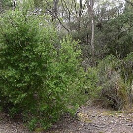 Persoonia muelleri unspecified picture