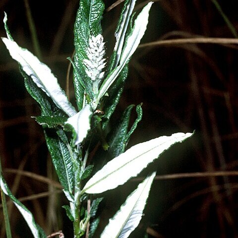 Salix candida unspecified picture