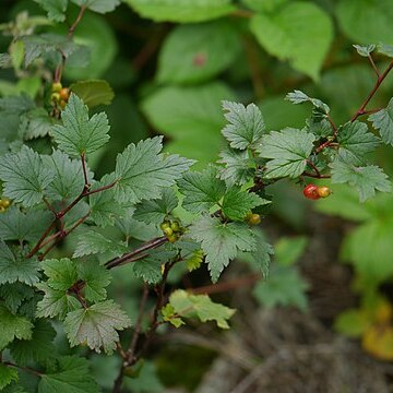 Ribes himalense unspecified picture