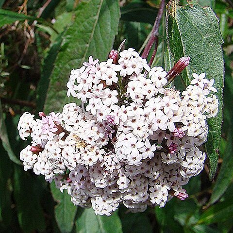 Stevia lucida unspecified picture