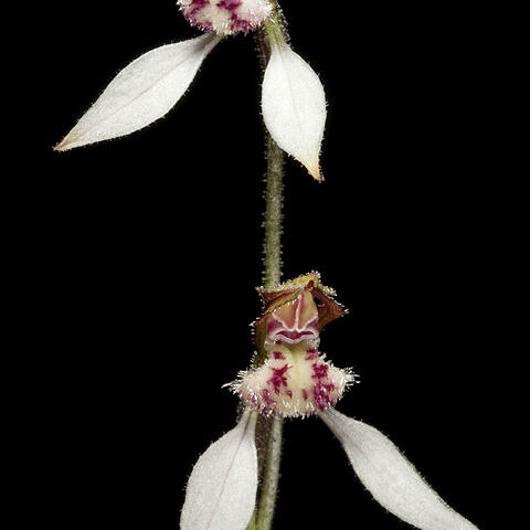 Eriochilus helonomos unspecified picture