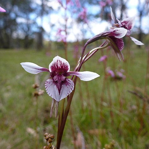 Diuris venosa unspecified picture