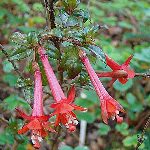 Fuchsia loxensis unspecified picture