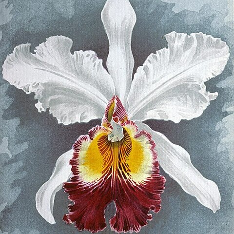 Cattleya x hardyana unspecified picture