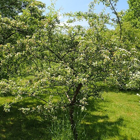 Crataegus sinaica unspecified picture