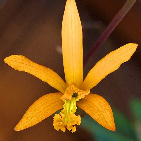 Cattleya alvaroana unspecified picture