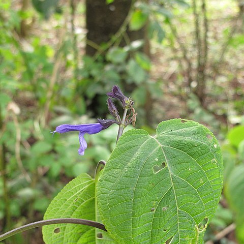 Salvia recurva unspecified picture