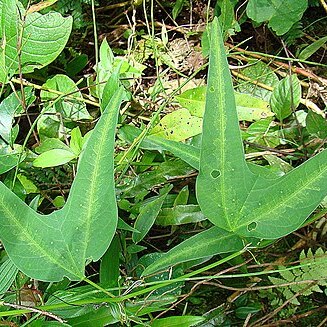 Passiflora sandrae unspecified picture