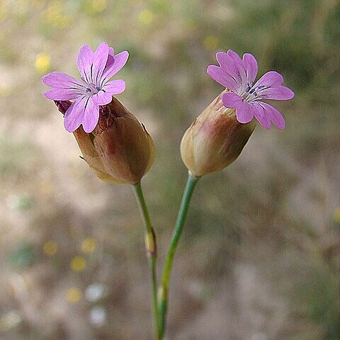 Silene mandonii unspecified picture