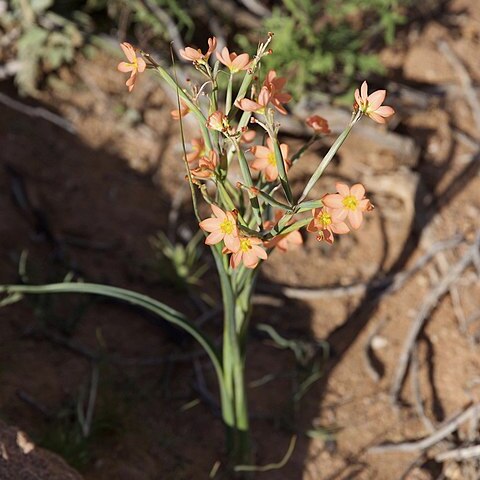 Moraea nana unspecified picture