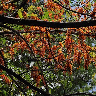 Cassia moschata unspecified picture