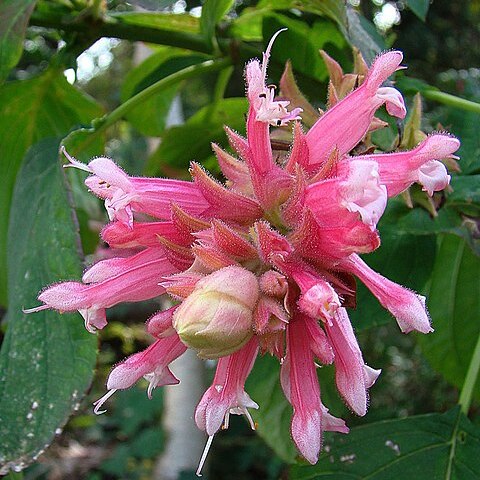 Salvia wagneriana unspecified picture